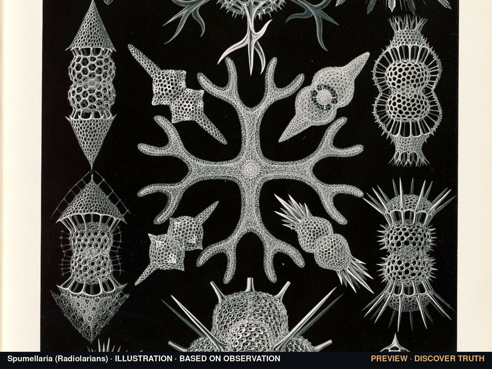 Spumellaria (Ernst Haeckel, 1904) · ILLUSTRATION, based on observation