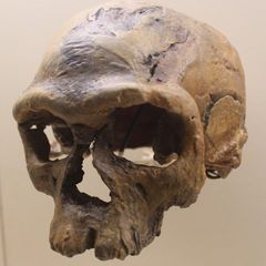 Cast of the Jebel Irhoud 1 skull, an early Homo sapiens fossil from Morocco, about 300,000 years old